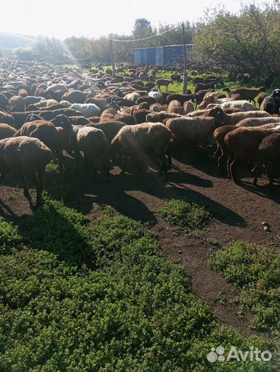 Овцы эдильбаевские