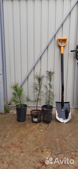 Саженцы Кедра