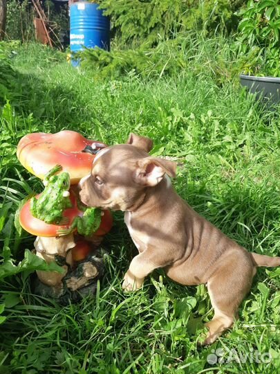 Американский булли