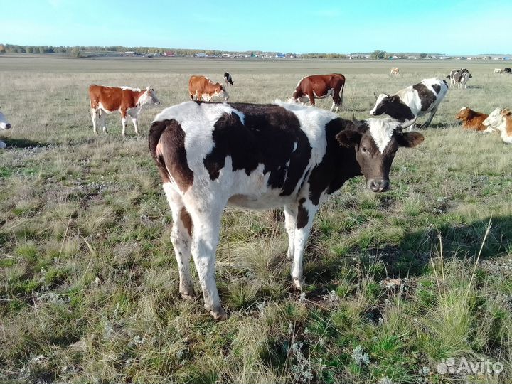 Продам тёлок