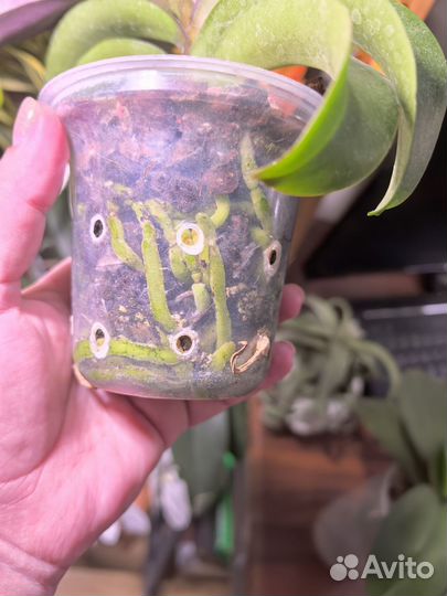 Орхидея фаленопсис Ирен Добкин