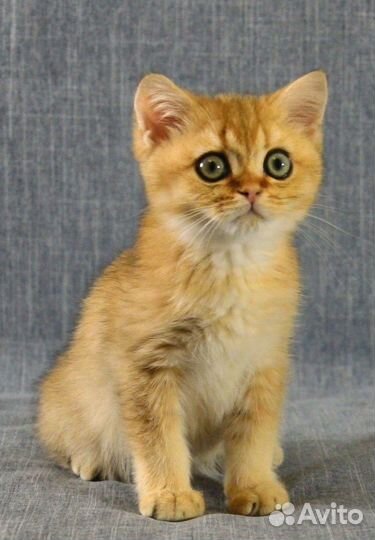 Британский котёнок