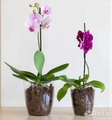 Прозрачный горшок для орхидей 2,5 л