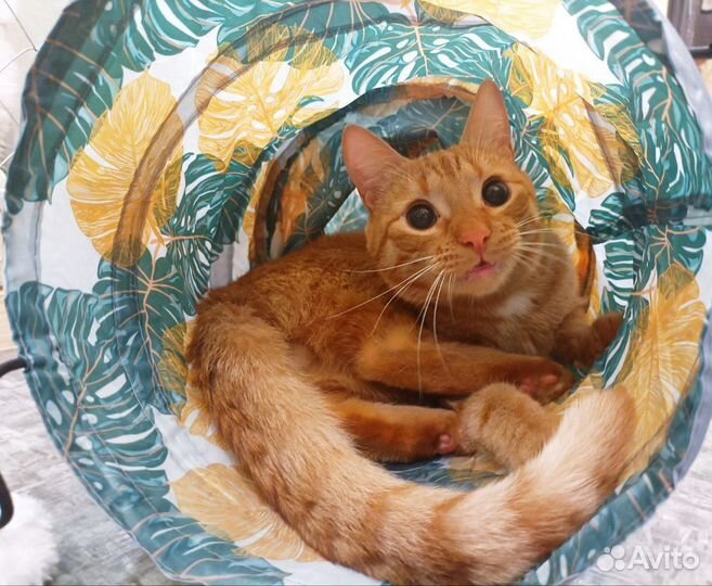 Кот в добрые руки