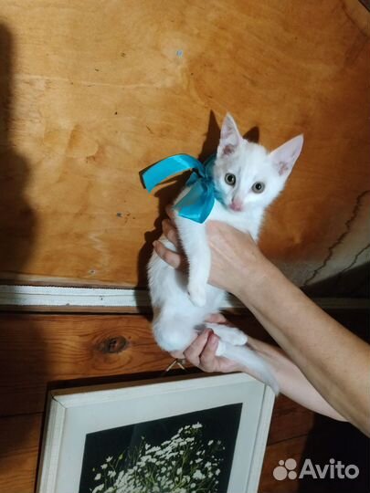 Котенок в добрые руки