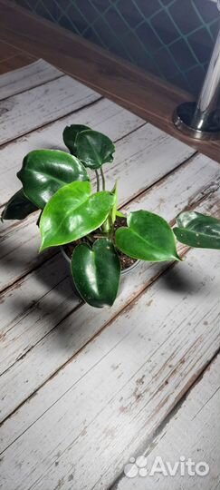 Комнатные растения. Филодендроны,монстера
