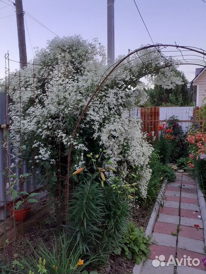 Продажа цветов