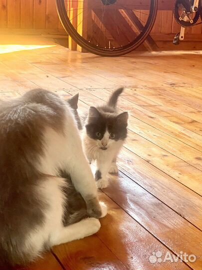 Котенок крошечный