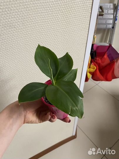 Банан супер карликовый кавендиш