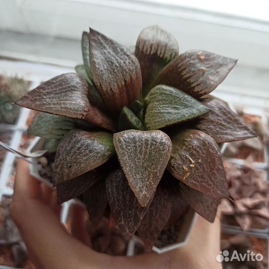 Хавортия комптониана гибрид. Отправлю почтой
