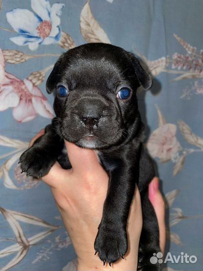 Французский бульдог детки