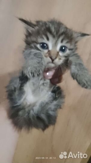 Котята в добрые руки бесплатно сибирская