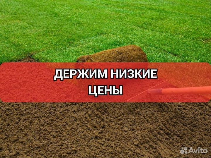 Продажа газона стандарт