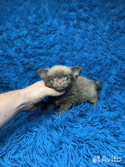 Мини мальчик чихуахуа