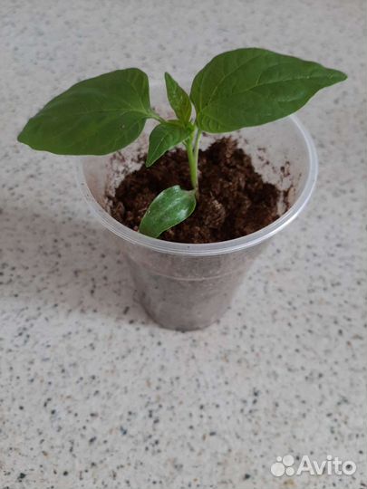 Рассада овощей и цветов