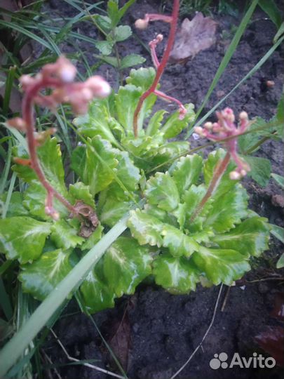 Низкие многолетники