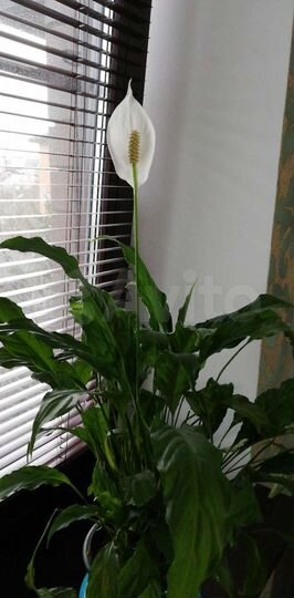 Комната 16 м² в 2-к., 3/3 эт.