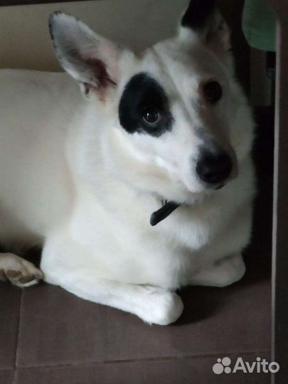 Собака Джек