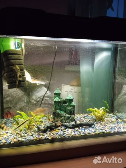 Аквариум