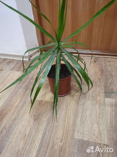 Пальма драцена