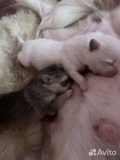 Щенки чихуахуа/ померанский шпиц