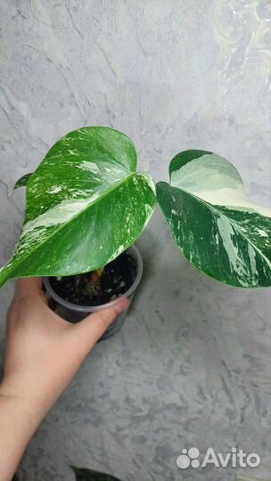 Монстера Альба