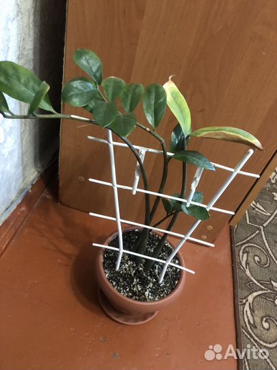 Комнатные растения цветы большие