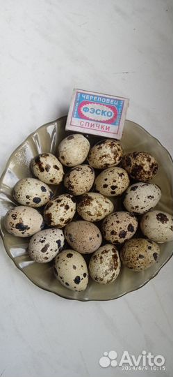 Яйца перепелиные домашние