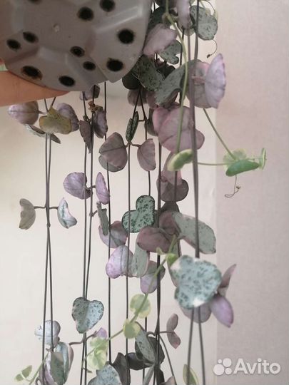 Церопегия вуда вариегатная