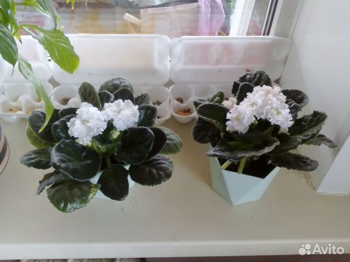 Прода Фикусы, Фиалки, Хлорофитум