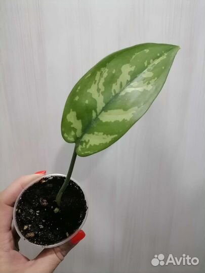 Аглаонема Мария