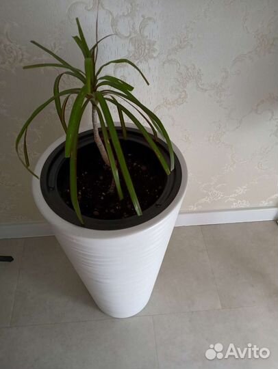 Кашпо горшок для цветов