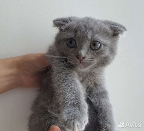 Шотландская вислоухая девочка