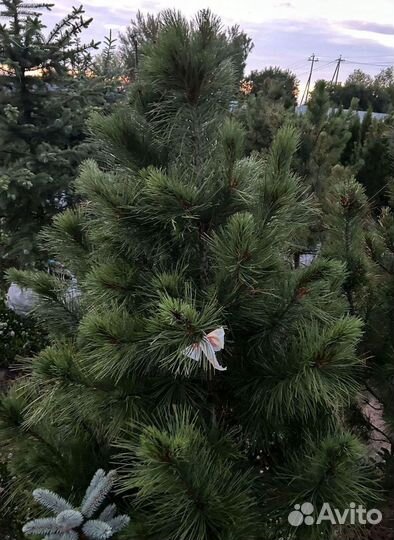 Кедр Сибирский 160-200см