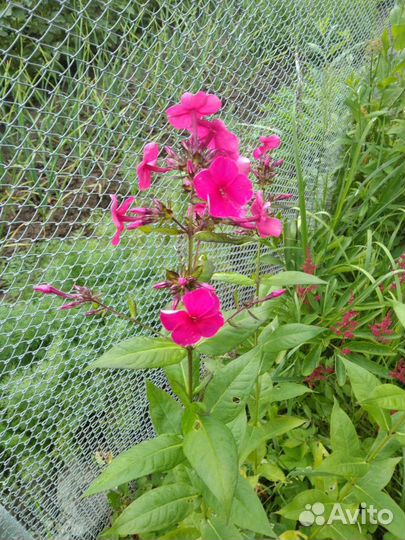 Флоксы. Корни