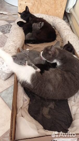 Котята бесплатно