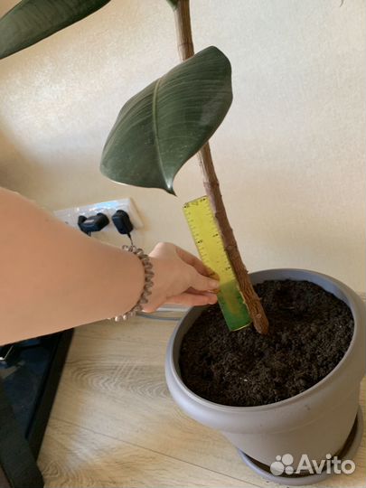 Фикус каучуконосный большой