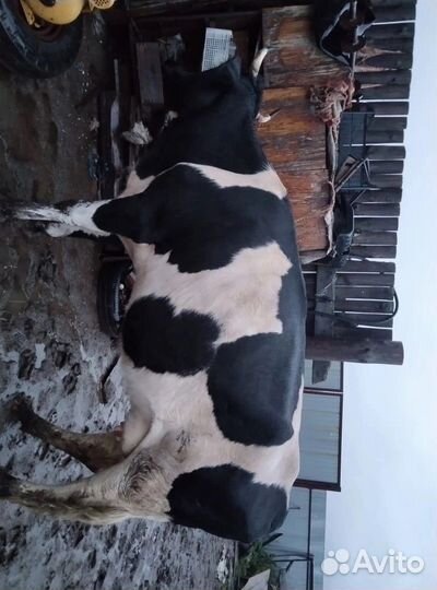 Продам коров