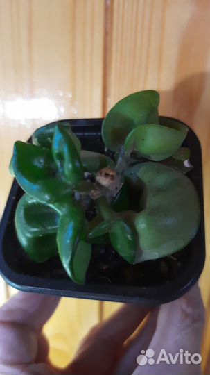 Хойя компакта