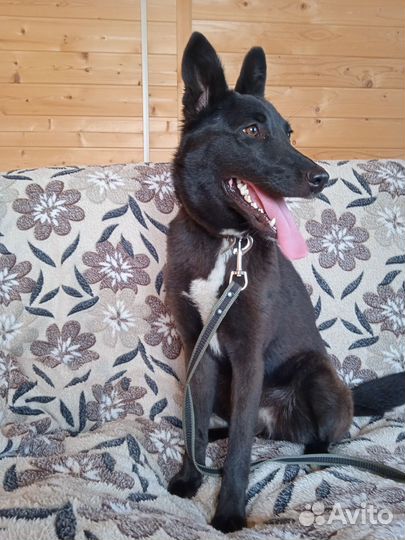 Девочка в добрые руки