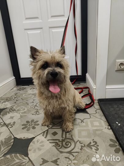 Керн терьер