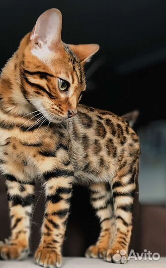 Бенгальский котенок