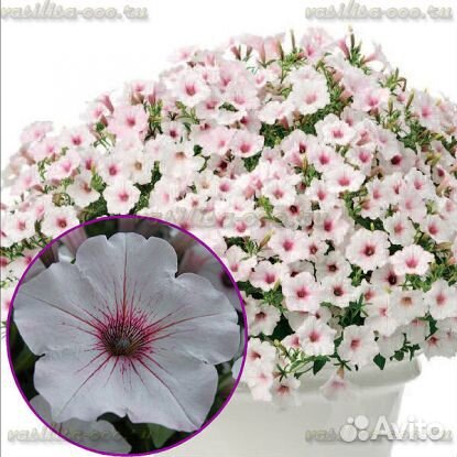 Вегетативная петуния, рассада овощей