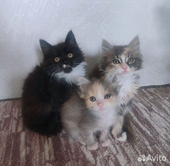 Котята мейн-кун в добрые руки