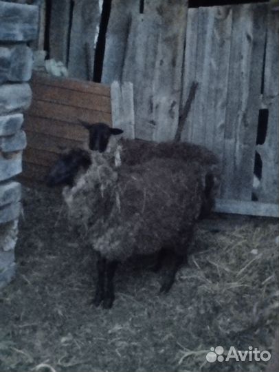 Овцы романовской породы