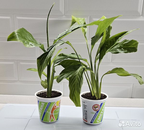 спатифиллум детки. спатифиллум королевский. спатифиллум хлороз. спатифиллум сенсация детка. спатифиллум детки.