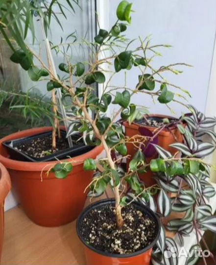 Сингониум, сциндапсус, фикус барок