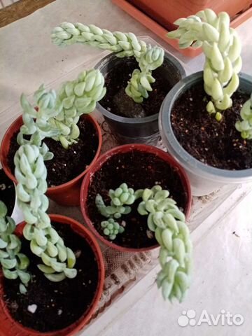 Очиток моргана