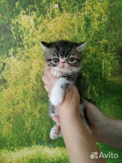 Котята Экзоты