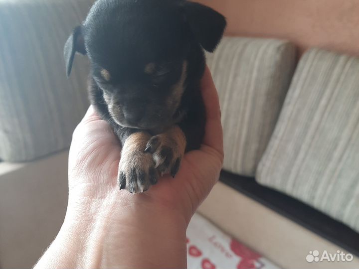 Щенки чихуахуа